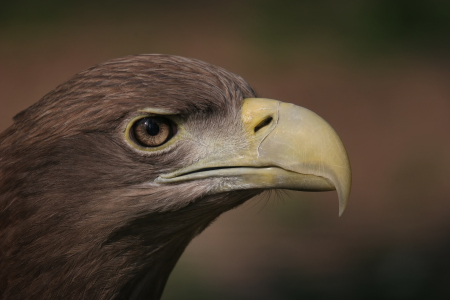 Bild-Nr: 9792648 Adlerauge Erstellt von: FotoDeHRO