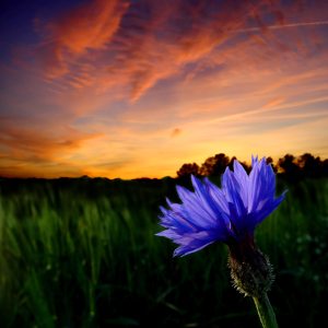 Bild-Nr: 9793796 cornflower Erstellt von: yammay