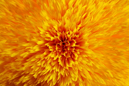 Bild-Nr: 9794922 Sonnenblume Sunflower Erstellt von: fotoping