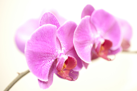 Bild-Nr: 9795892 Orchidee_3 Erstellt von: macropolis