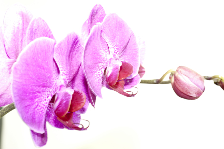 Bild-Nr: 9795896 Orchidee_5 Erstellt von: macropolis