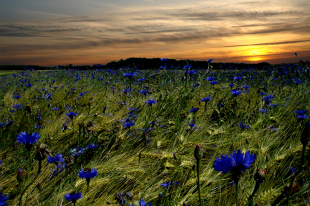 Bild-Nr: 9796126 Abends am Kornblumenfeld Erstellt von: yammay