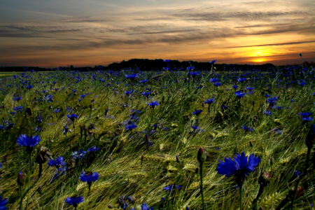 Bild-Nr: 9796126 Abends am Kornblumenfeld Erstellt von: yammay