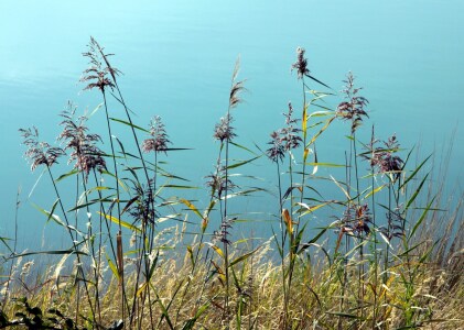 Bild-Nr: 9801582 Schilfblüten Erstellt von: Renate Knapp