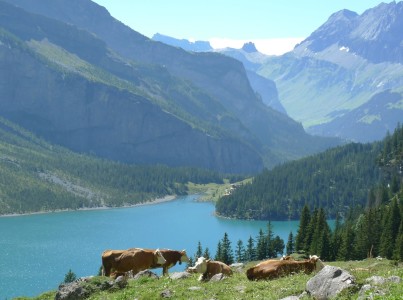 Bild-Nr: 9803690 Kühe übern Oeschinensee 2 Erstellt von: kattobello