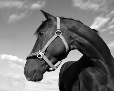 Bild-Nr: 9805360 Ich bin ein Trakehner  2 Erstellt von: Renate Knapp