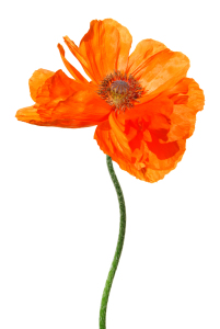 Bild-Nr: 9809500 KLATSCHMOHN Erstellt von: blackpool