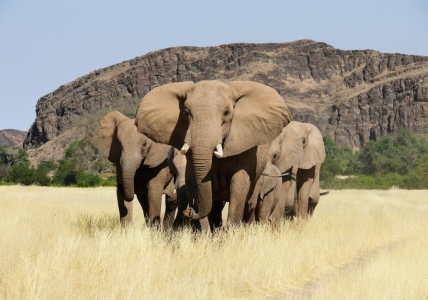 Bild-Nr: 9809926 Wüstenelefanten Erstellt von: Annamaria