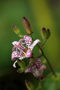 Bild-Nr: 9810416 Wilde Orchidee Erstellt von: Renate Knapp