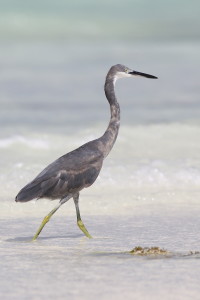 Bild-Nr: 9811564 Reiher Erstellt von: FotoDeHRO