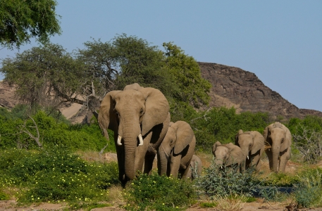Bild-Nr: 9818298 Wüstenelefanten Erstellt von: Annamaria
