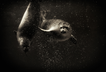 Bild-Nr: 9819302 seals in black and white Erstellt von: Timo Geble