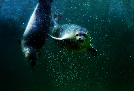 Bild-Nr: 9819634 seals Erstellt von: Timo Geble