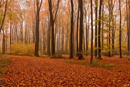 Bild-Nr: 9820776 Herbstimpressionen früh morgens im Wald Erstellt von: felix-b