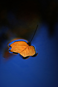 Bild-Nr: 9823402 Herbstlaub Erstellt von: gabii40