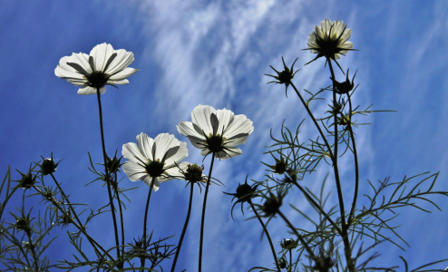 Bild-Nr: 9823486 Cosmea Erstellt von: Renate Knapp