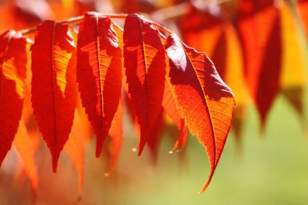 Bild-Nr: 9823508 Herbstfeuer Erstellt von: Renate Knapp