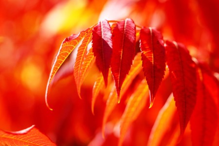 Bild-Nr: 9825508 Herbstzauber Erstellt von: Renate Knapp