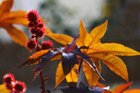 Bild-Nr: 9827682 Herbstträume Erstellt von: Renate Knapp