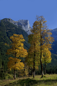 Bild-Nr: 9828070 Herbst im Ahornboden Erstellt von: Thomas Herzog