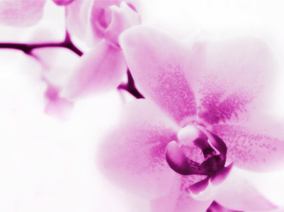 Bild-Nr: 9830824 ORCHIDEE Erstellt von: Galerie-Fotoeffekt