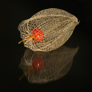 Bild-Nr: 9833088 Physalis-Käfig Erstellt von: Prieni