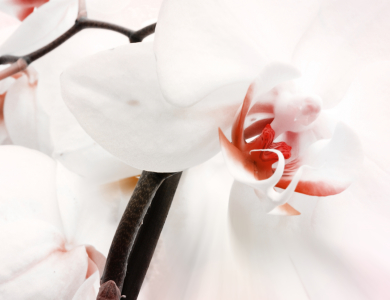 Bild-Nr: 9835146 ORCHIDEE  Erstellt von: Galerie-Fotoeffekt