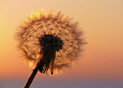 Bild-Nr: 9837800 Pusteblume Erstellt von: Rico Ködder