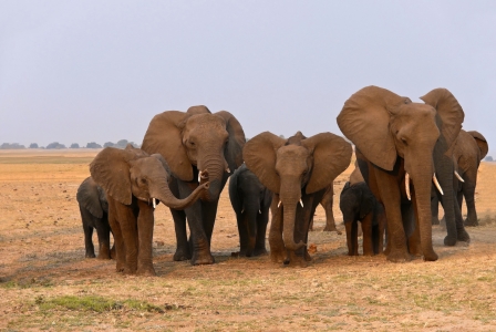 Bild-Nr: 9838548 Elefantenfamilie Erstellt von: Annamaria