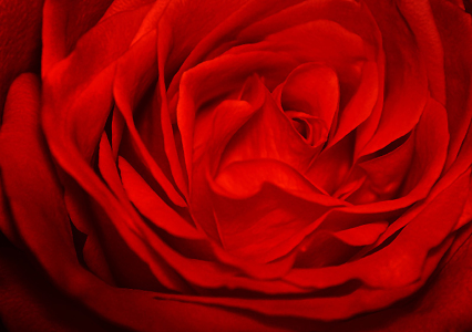 Bild-Nr: 9842054 rote Rose Erstellt von: meerisusi