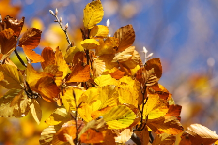 Bild-Nr: 9842268 Herbstfarben Erstellt von: FotoDeHRO