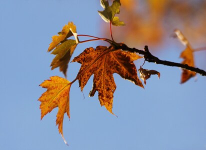 Bild-Nr: 9842356 Indian Summer Erstellt von: Renate Knapp