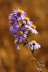 Bild-Nr: 9849056 Herbstfarben Erstellt von: Renate Knapp