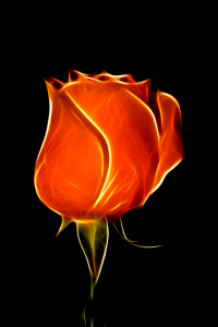 Bild-Nr: 9851110 Flaming rose (fractal) Erstellt von: meerisusi