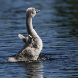 Bild-Nr: 9852632 Auch ich kann schon fliegen... Erstellt von: FotoDeHRO