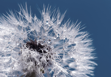 Bild-Nr: 9853574 Pusteblume  Erstellt von: Atteloi