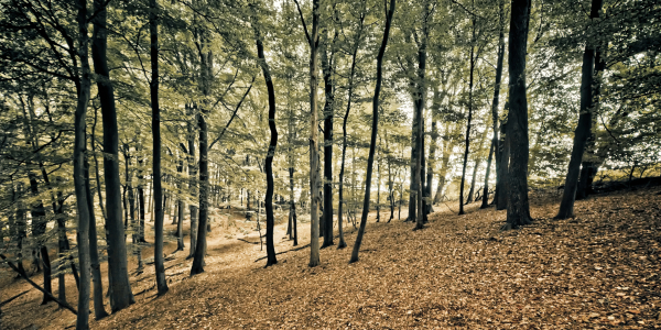 Bild-Nr: 9853648 Herbstwald | 03 Erstellt von: Frank Wächter