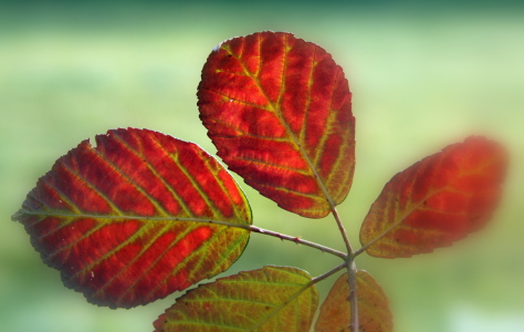 Bild-Nr: 9854396 Brombeerblätter (Rubus sectio Rubus) Erstellt von: Renate Knapp