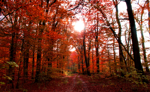 Bild-Nr: 9855360 Herbstwald Erstellt von: Pixelboy