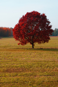 Bild-Nr: 9855362 Herbst Erstellt von: Pixelboy