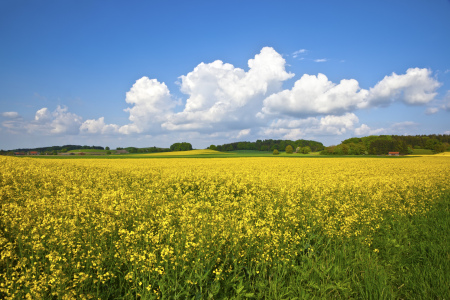 Bild-Nr: 9857736 Raps im Frühling Erstellt von: Markus Gann