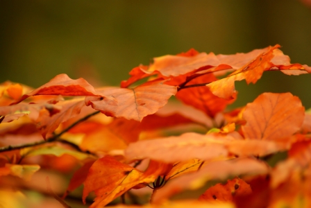 Bild-Nr: 9858624 Herbstschichten Erstellt von: youhaveadream