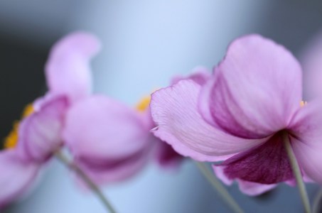 Bild-Nr: 9860676 Anemone hupehensis Erstellt von: Renate Knapp