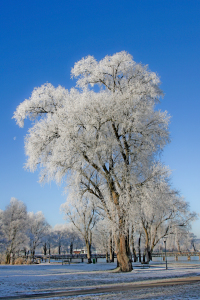 Bild-Nr: 9863118 reifer baum Erstellt von: ralf kaiser