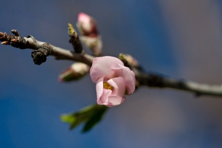 Bild-Nr: 9865342 mandelblüte Erstellt von: ralf kaiser