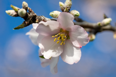 Bild-Nr: 9865352 mandelblüte II Erstellt von: ralf kaiser