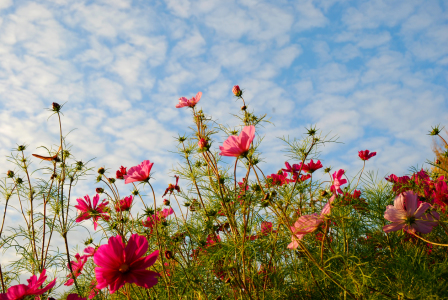 Bild-Nr: 9866182 Blumenwiese Erstellt von: Atteloi