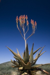 Bild-Nr: 9866946 Namibia Erstellt von: uquentin