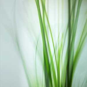 Bild-Nr: 9867882 Gras Geflüster Erstellt von: Lena Weisbek