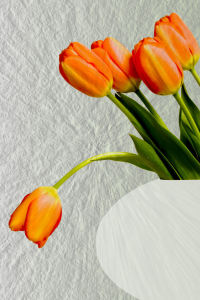 Bild-Nr: 9868180 Tulpen Erstellt von: Uwe Jahn